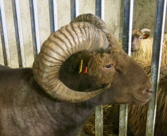 HORN: Væren utviklar kraftige, muflon-liknande horn.