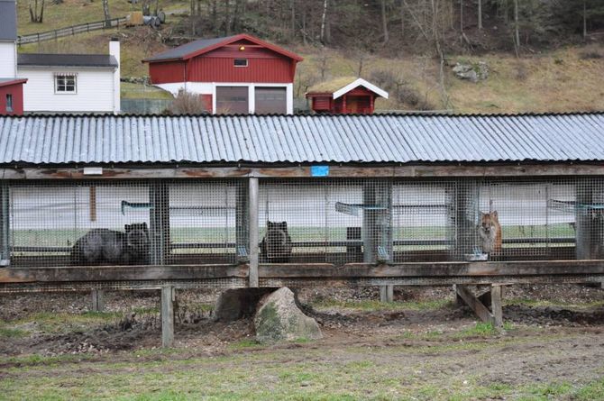 USIKKER: Ivar Molde veit ikkje kva næring som kan erstatte dei 900 revane han har.