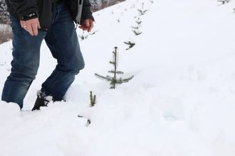 SMÅ: Det vil framleis ta fem år til før desse trea er klare for sal.
