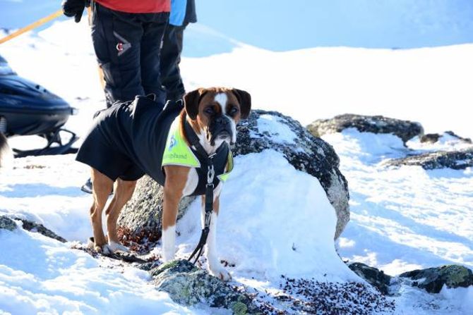 HELS PÅ BELLA: – Boxeren Bella er truleg verdas einaste godkjende lavinehund. Det er stas, fortel eigar og hundeførar Wenche Nilsen.