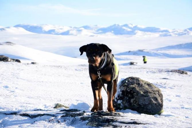 DIXIE: Hunden til Charles Johnsen er rottweileren Dixie på 7år. Ho er godkjend som redningshund sommar og vinter. Til neste år skal Dixie opp til ny godkjenning. Det skjer kvart andre år.