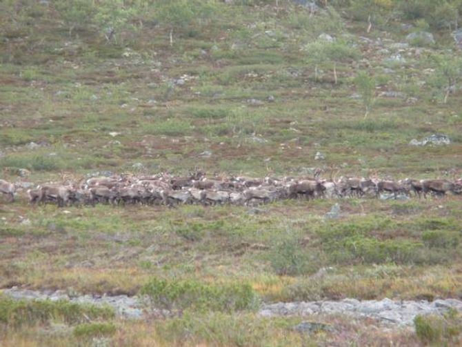 URNORSK: Å jakta på villrein er noko av det mest norske ein kan driva med innan jakt, meiner Jasmin. Torsdag startar jakta på villreinen.