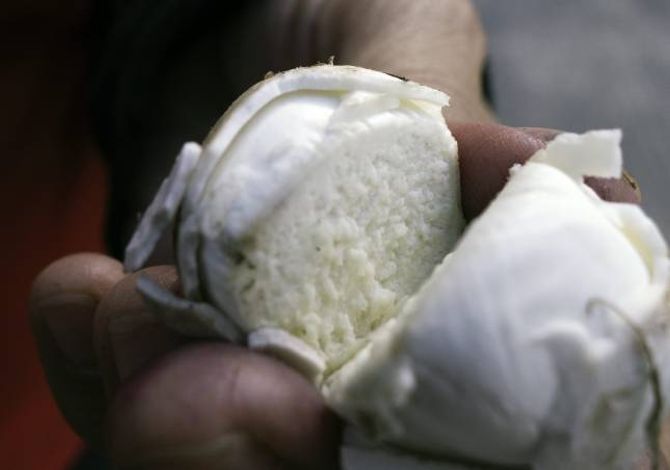 RØYKSOPP: Dei ser ut som ein golfball eller eit egg. Kjøttet er kvitt dersom han eignar seg som mat. Yttarlaget skal skrellast av før forvellinga.