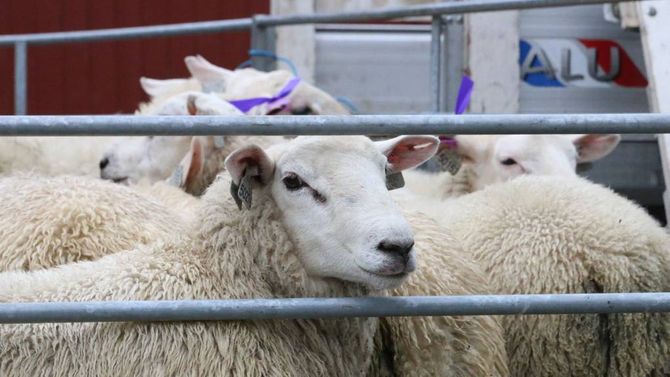 GOD KVALITET: Bøndene rapporterer om god kvalitet på lamma i år med mykje kjøtt og lite feitt. For Hovlands del er det snakk om rekordvekter, seier han.