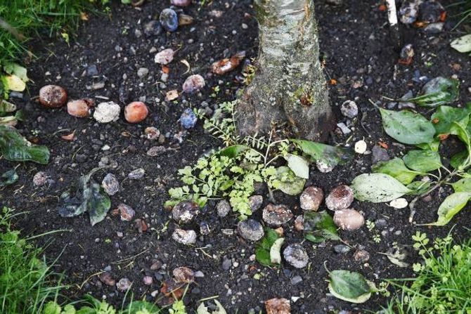 FJERN: Sjuk frukt og dødt materiale må fjernast for ikkje å spreie sopp og sjukdom.