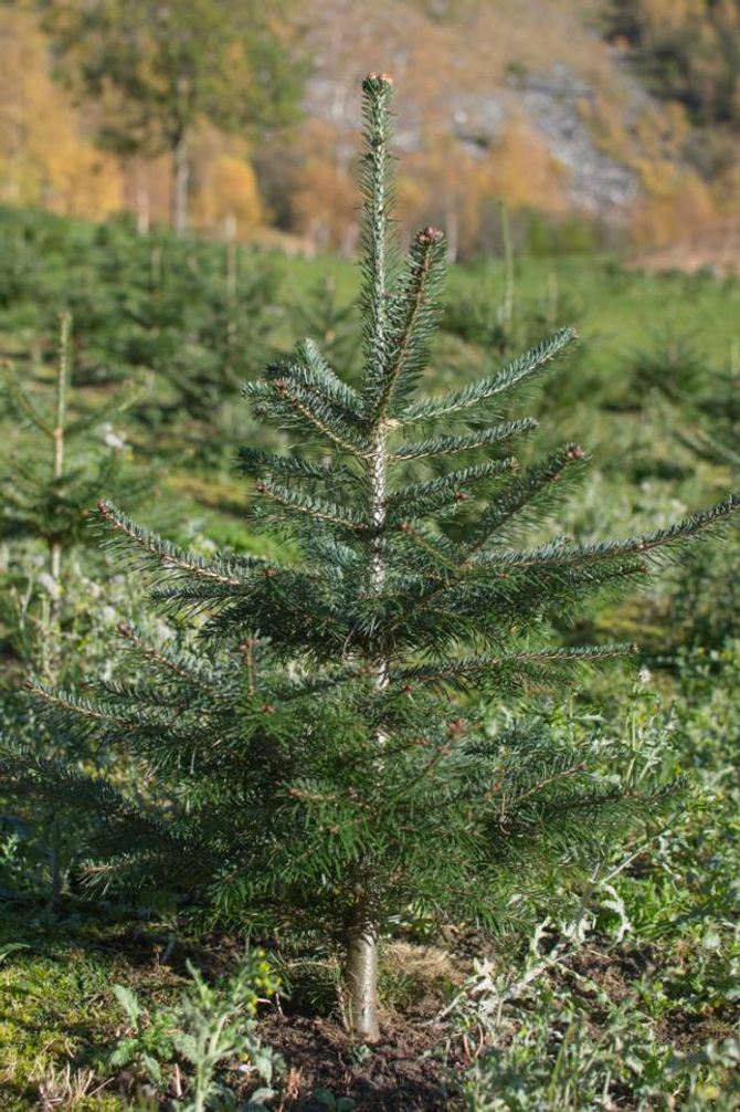 TETT OG GRØN: Ei perfekt fjelledelgran skal vere tett, irrgrøn og symmetrisk. Det krev mykje oppfølging frå juletreprodusentane.