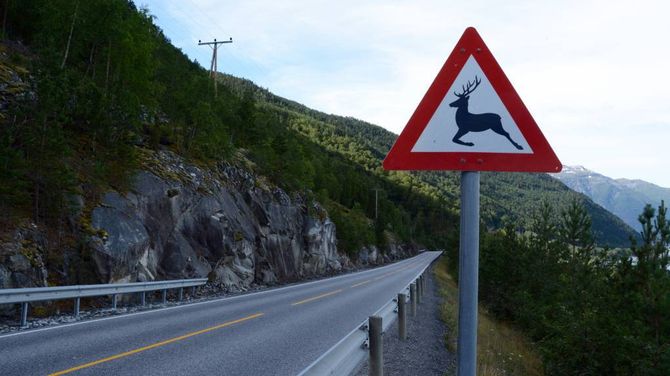 IKKJE FOR MORO SKYLD: Skilt som åtvarar trafikkantar om hjort kjem opp som eit tiltak etter registreringar av dyr over lang tid.