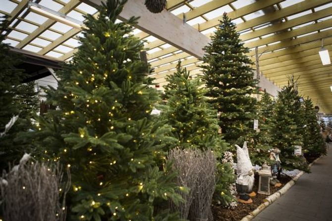 FLEIRE VARIANTAR: Butikkane har fleire variantar i utstillinga, og noko av årsaka til oppsving i marknaden for plastikktre kan vere at folk ynskjer å ha fleire juletre.