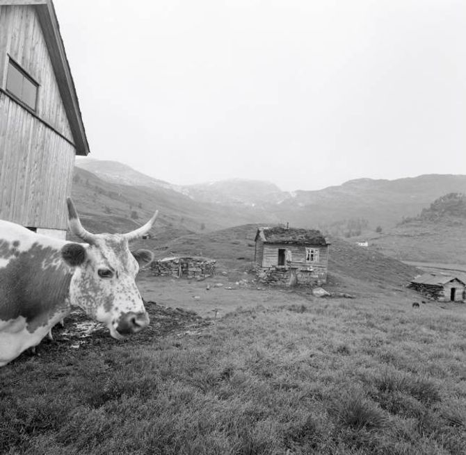SETER: Setrane var forløparen til fritidsbustadar på fjellet. Her frå Hardangervidda på 1960-talet.