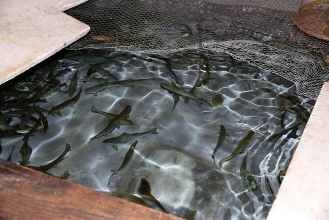 SMOLT: Lakseungane som skal settast ut i Lærdalselva er over 13 centimeter lange.