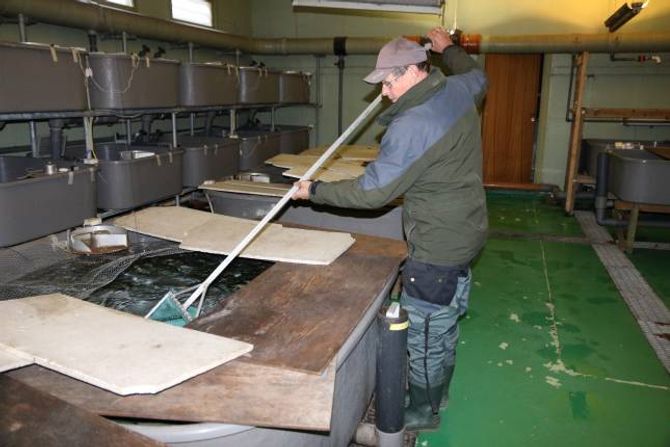 KLEKKERI: Inne på Ljsøne klekkeri er det 6.000 smolt og 90.000 lakseyngel i dag.