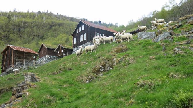 AVDALEN: No er det kommen sauer i Avdalen.
