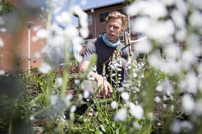 KVIT BLOME: Kosakkveronika er ein lettstelt og lågtveksande staude som blomstrar lenge i kvitt, fortel Filip Ihrsén.