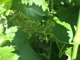 I FULL BLOMST: Blomstringa føregår i mai og juni. Det er tidleg for vindruer så langt nord. – Me har mindre varme, men meir lys enn på kontinentet. Det kompenserer ein del og gir ein spesiell aroma til drua, seier Bergum.