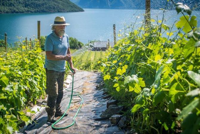 TRENG MYKJE STELL: Med ein slik varme vi har no går det med mykje vatn. Førebels må jobben gjerast for hand.
