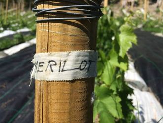 EKSKLUSIVT: Merlot er berre ein av 51 sortar det er funne plass til.