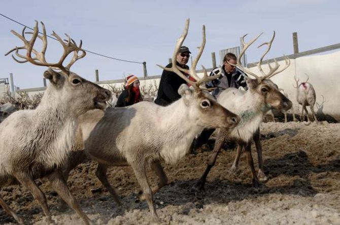 TAMREIN: Reinen i Noreg er i hovudsak tamrein, og blir flytta gjennom året mellom haust-, vinter-, vår- og sommarbeite.