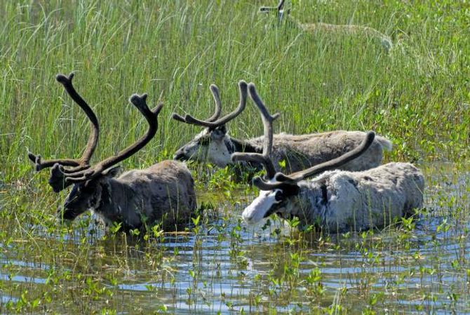 ENGERDAL: Det sørlegaste samiske reindriftsområdet ligg i Engerdal i Hedmark. Her beiter reinsdyr i vasskanten.