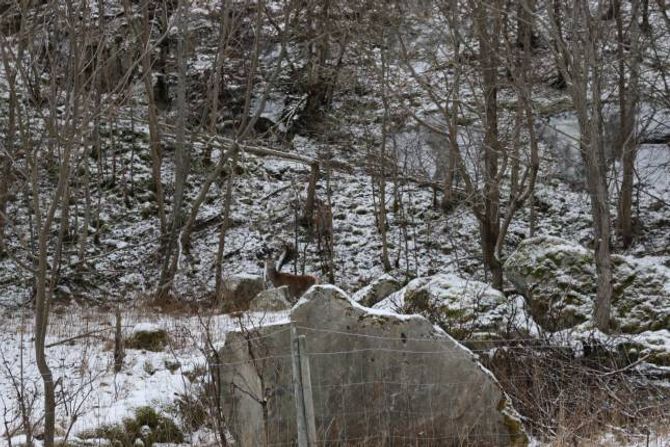 MYKJE HJORT LANGS VEGENE: Rett bak steinen står ei kolle og oppe i bakken bak henne kalven - midt på lyse dagen. Desse står 15-20 meter frå rv. 5 på Bergo rett sør om sentrum på Lærdalsøyri.