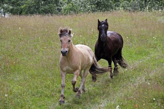 STEMNINGSSKAPANDE: Hestar og andre beitedyr er viktig for å gjera Utladalen stemningsskapande. Privat foto