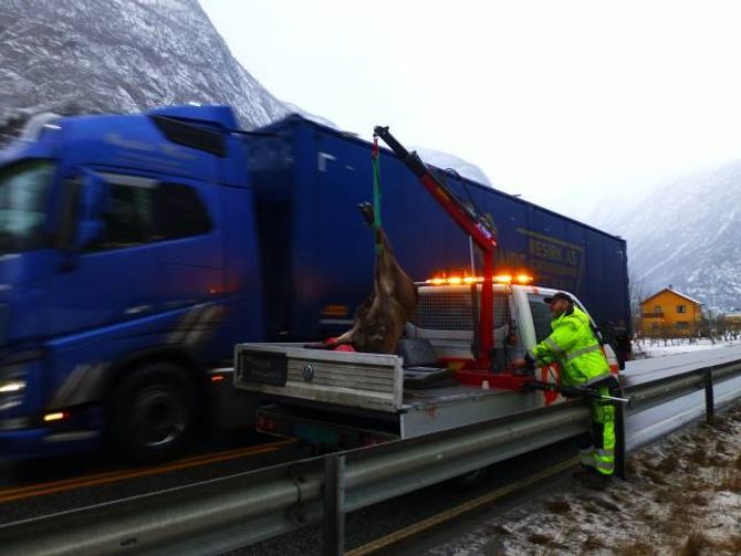 MANGE: Det har vorte påkøyrt eit titals hjort i Lærdal berre etter jul - natt til tysdag vart denne spissbukken påkøyrt på Ljøsne. Her blir den fjerna.