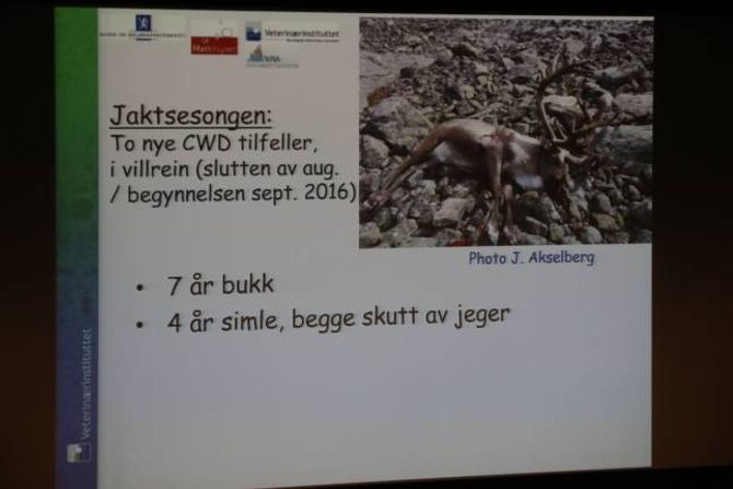 TO NYE: Den sju år gamle bukken (på biletet) og ei fire år gamal simle var dei to individa som testa positivt for skrantesjuke under jakta i haust.
