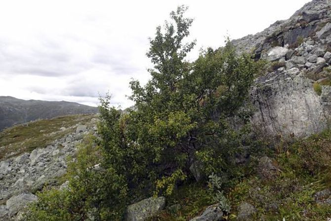 1329 MOH: Det øvste treet i Lærdalen får kanskje følgje av fleire bjørker i åra framover, slik at det blir den øvste skogen.