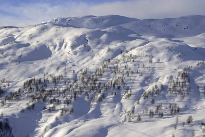 OPPOVER FJELLET: Spreidde bjørketre i vakker norsk vinternatur. Dei fleste stader i landet kryp tre- og skoggrensa oppover fjellsidene.