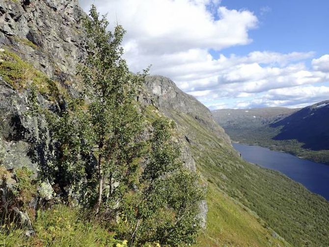 REKORDTRE: Det høgastliggjande treet i Noreg, som står i Sikkilsdalen, har enno ikkje rokke å bli ein attraksjon. Men her er det.