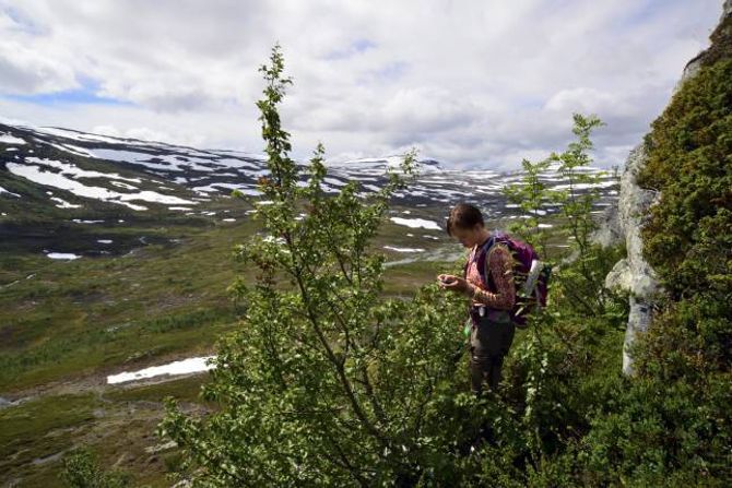 REGISTRERING: Inger Kristine Volden måler tregrensa på eitt av målepunkta i Lærdalen.