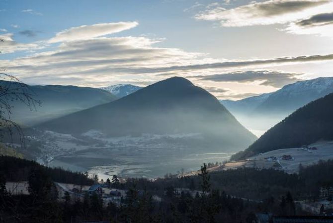 FJELLFURU: Skog er det nok av på Kaupanger. Dei beste emna blir henta på 800 til 900 meter der trea veks sakte og det er milimeter mellom årringane.