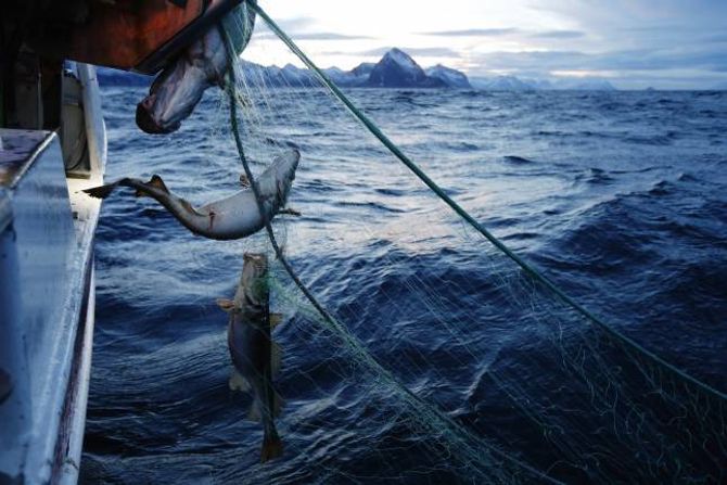 FISKENASJON: Fisken ein får i Noreg, er blant den beste i verda, likevel et vi mindre av han.