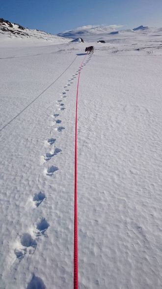 SJELDAN: Det er ikkje ofte det blir observert jervespor på Hemsedalsfjellet, men for to veker sidan har det etter alt å døma vanka ein jerv i dette området. Privat foto