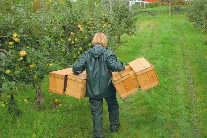 KRAKTERISTISKE KASSAR: Eplekassar høyrde med på fruktgardane over heile landet. Mange stader var det vanleg vinterarbeid å laga slike kassar.