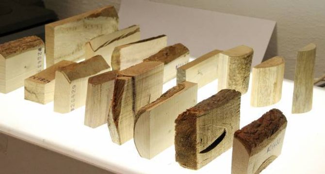 AFRIKANSKE TREPRØVAR: For å bestemma kvar ulike tre kjem frå kan det vera ei god hjelp å ha treslag dei kan samanliknast med. Desse treprøvane er ei gåve frå Det afrikanske museet i Brüssel.
