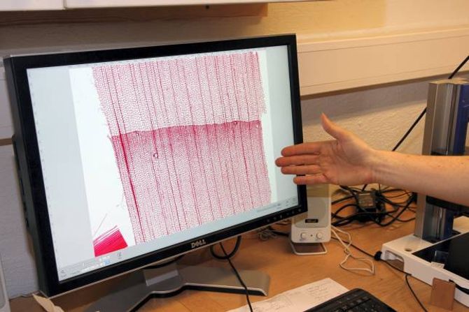 MØNSTER I MIKROSKOP: Ved å forstørra små treprøvar i mikroskop opp til 500 gonger kan treekspertane studera strukturen og kvar minste celle i treet.