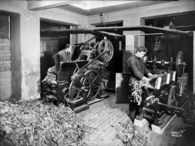 FABRIKK: M. Glotts Tobakkfabrikk produserte tobakk i Kristiania/Oslo i perioden 1895– 1948. Glotts største suksess var sigarettmerket «Speed». Her ser du tobakksarbeidarar ved fabrikken i 1925.
