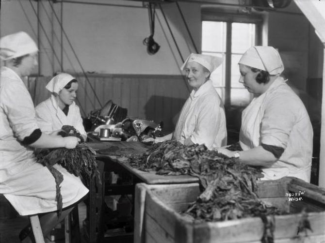 KVINNEYRKE: Etter år 1900 var det fleire kvinner enn menn i tobakksindustrien, og kvinnelønningane låg over snittet for kvinner i industrien elles. Her ser du kvinner i arbeid ved Conrad Langaards tobakksfabrikk, rundt 1932.
