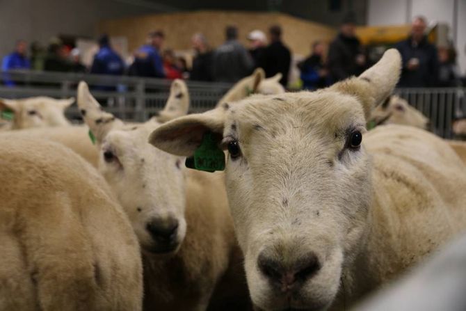 NØGDE: Kor vidt ein sau er nøgd er ikkje heilt lett å seia, men noko anna ville vera særs kravstort.