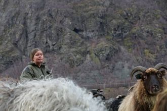 GIR OPP: Sauebonde Gro Agnethe Nybø innser at ho ikkje får dei seks fastgåtte dyra ned frå fjellet.