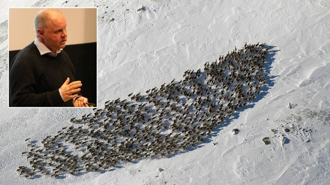 SANERING: Veterinær Bjørnar Ytrehus (innfelt) tok også i januar under informasjonsmøtet om CWD til orde for å sanera ut villreinbestanden i Nordfjella sone 1 (hovudbiletet). Arkivfoto
