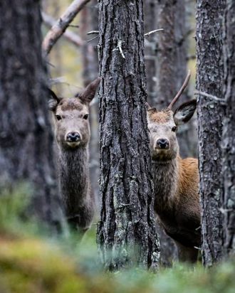 HJORTEDILLA: Morten har i det siste vore mykje ute i skog og mark for å ta dei perfekte hjortebileta