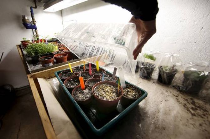 FØRKULTIVERING: Dei plantene du lettast lykkast med, er dei du sår rett i jorda. Mange har likevel godt av nokre veker inne først.
