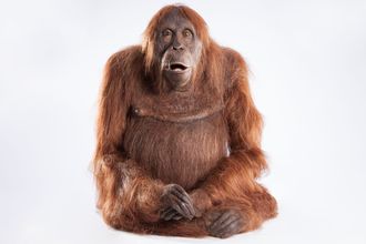 Mimikk: Ansiktet til orangutangspionen kan bevege seg på 36 ulike måter