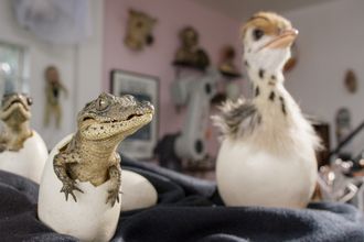Klekkes: Både krokodille- og strutsrobotene ble klekket ut fra egg for å observere foreldrenes omsorg.