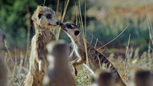 Meerkat%20sniffing%20spy%20meerkat%2C%20