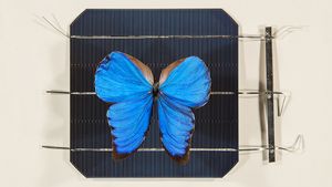 AH1P4886%20Morpho_Didius_on_solar_cell.3