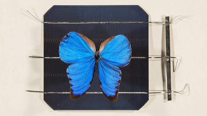 Møll og peruansk sommerfugl kan gjøre solceller mer effektive