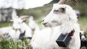 Nofence_geit.300x169.jpg