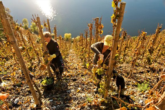 Innhøstning i Goldtröpfchen-vinmarken.